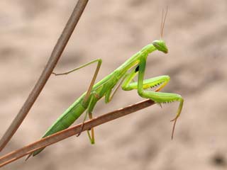 Mantis