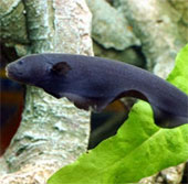 Manufacture of deep-sea robots based on discharging fish