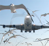 Manufactured aircraft fly as birds