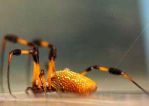 Manufacturing artificial spider silk: many useful applications in the future