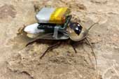 Manufacturing 'cockroach robots' specialized in disaster relief