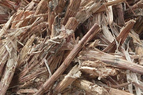 Manufacturing diesel oil from bagasse