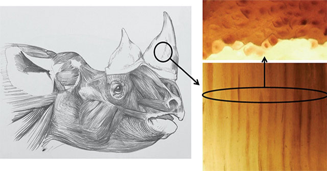 Manufacturing fake rhino horn to save real rhinos