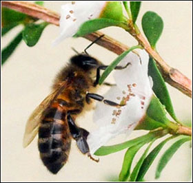Manuka honey can control MRSA virus