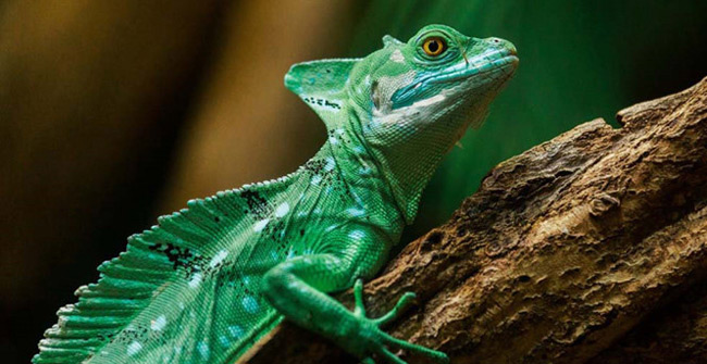 Many ancient viruses are lurking in frogs, fish, and reptiles