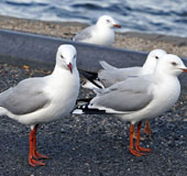 Many animals from the South come to live in the Arctic