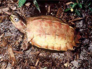 Many Asian animals are in danger of extinction