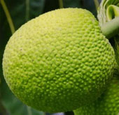 Many benefits from sa fruit