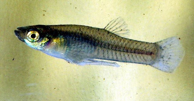 Many fish species are 'agitated', changing mating behavior because of chemicals discharged into the sea by humans