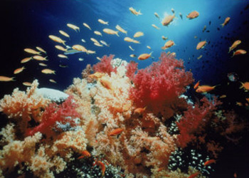 Many fish species may become extinct due to gender imbalance