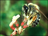 Many flowers in Europe are disappearing with bees