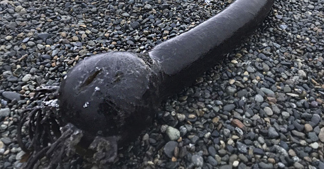 Many giant snake creatures drifted to the coast