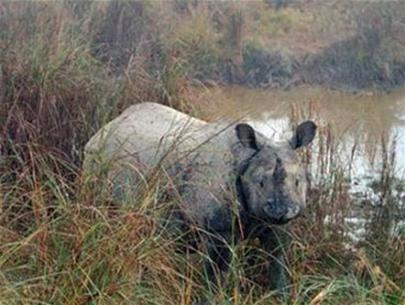 Many Indian rhinos are suddenly missing