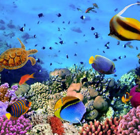 Many marine species are unknown