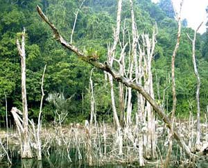 Many measures to prevent forest fire