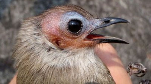Many new species were found in the Mekong and Papua New Guinea rivers