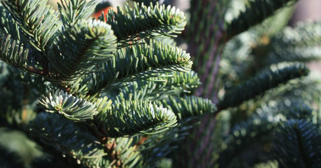 Many people carefree planting Christmas trees indoors without knowing the consequences