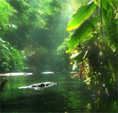 Many plants and animals are in danger of extinction