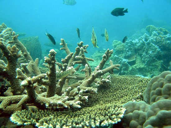Many plants face extinction