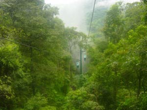 Many plants in tropical rainforest can link seed dispersal