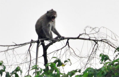 Many rare animals come to U Minh forest