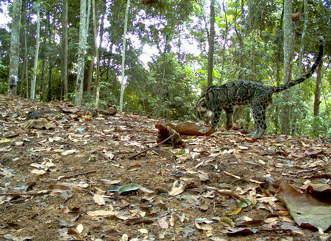 Many rare cats in Indonesia can become extinct