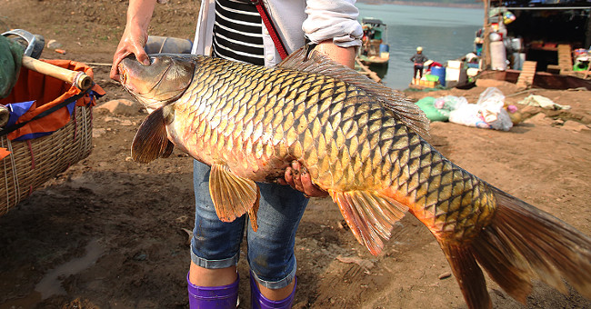 Many specialty fish species in the mountain wholesale market
