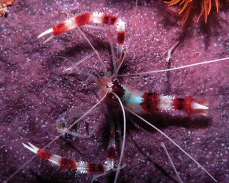 Many species of seafood in Nha Trang Bay are exhausted