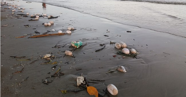 Many 'strange' egg-shaped objects appear in Tra Co beach