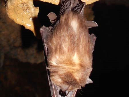 Many strange plants and animals in Thien Duong cave