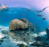 Map the global coral