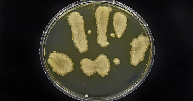 Mapping 3,000 dangerous bacteria genes