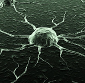 Mapping the DNA of the tumor
