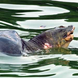 March will unify how to rescue Turtle