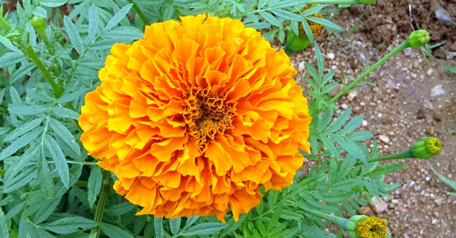 Marigold flowers are resistant to HIV and cancer viruses