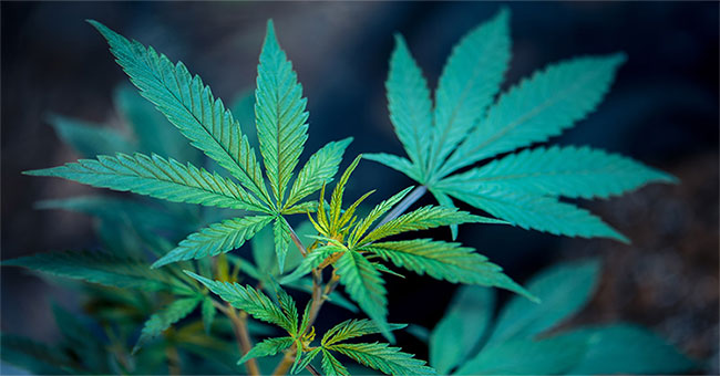 Marijuana can change the decision making part of the brain