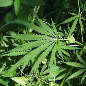 Marijuana causes sexual dysfunction