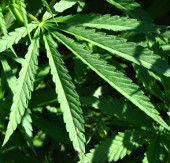Marijuana does not work to relieve pain