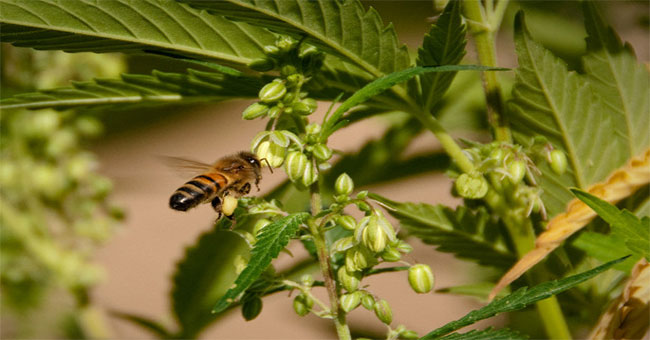 Marijuana pollen in America is a source of nutrition for bees