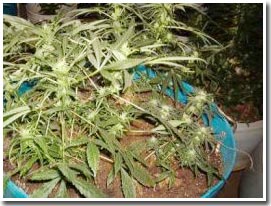 Marijuana smoke contains more toxins than cigarette smoke