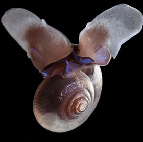 Marine animals are losing their shells