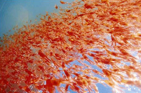 Marine animals die again in Peru