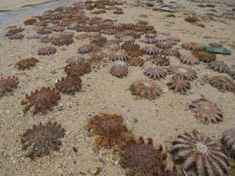 Marine animals die massively in Japan
