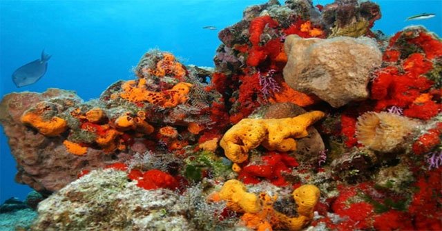 Marine animals protect the Earth from millions of viruses