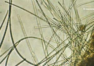 Marine bacteria can create environmentally friendly energy sources