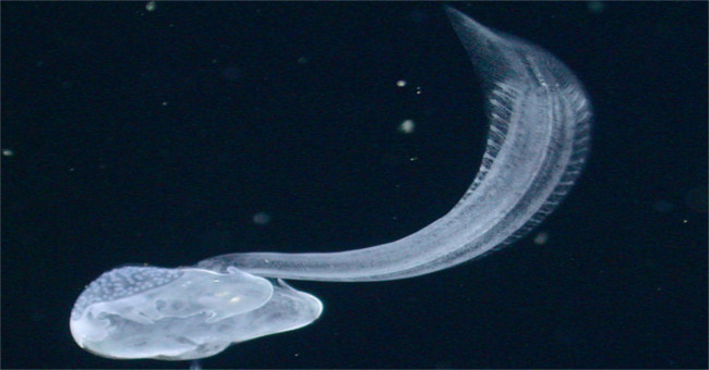 Marine creatures 'carriers' re-exported after 100 years