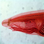 Marine fish species appear in Vietnamese sea
