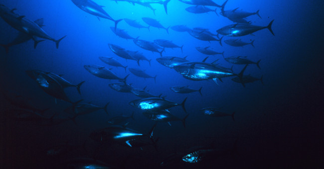 Marine fish stocks can recover in 2026