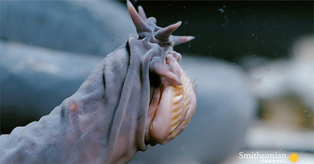 Marine life brings together all the most terrifying traits you can think of