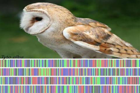 Mark the DNA bar code on the organism